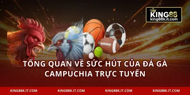 Tổng quan về sức hút của đá gà Campuchia trực tuyến
